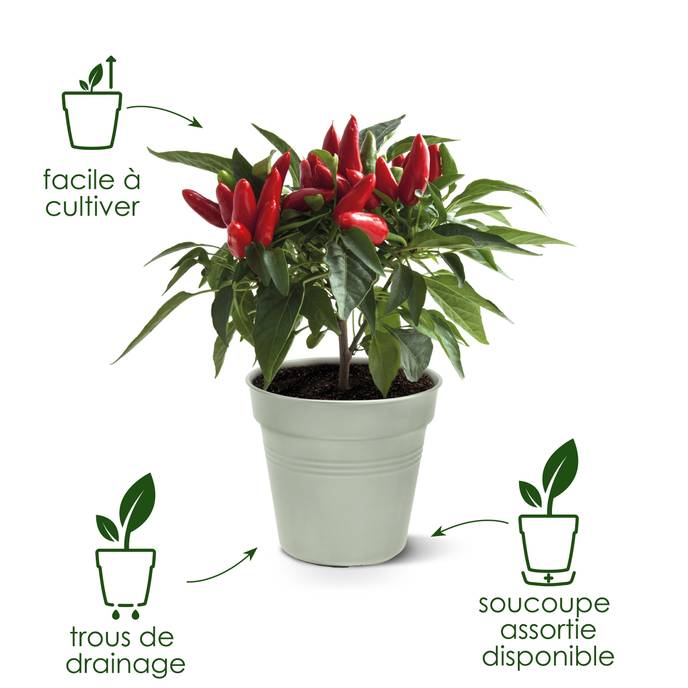 green basics pot de culture 15cm terre cuite doux
